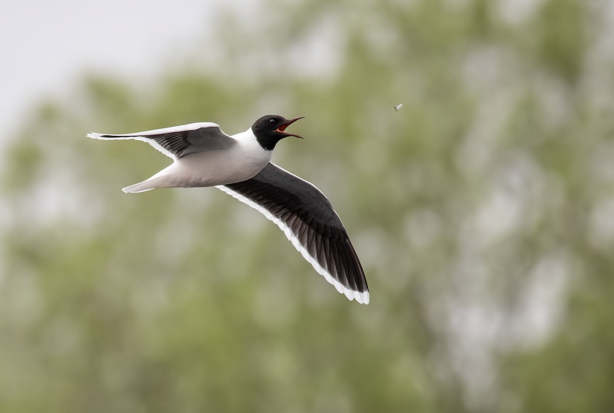 Little Gull - ML349373151