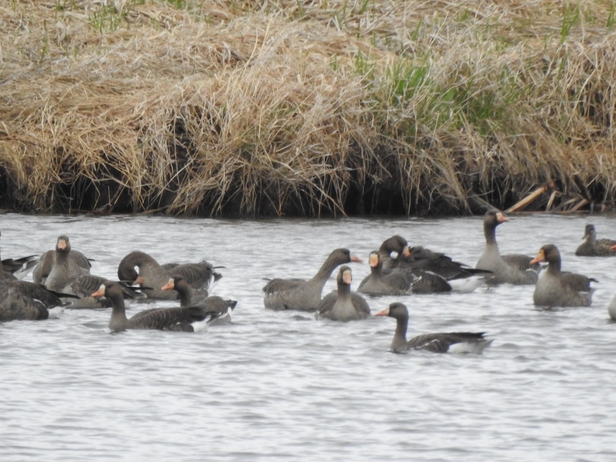 Greater White-fronted Goose - Matthew Thompson