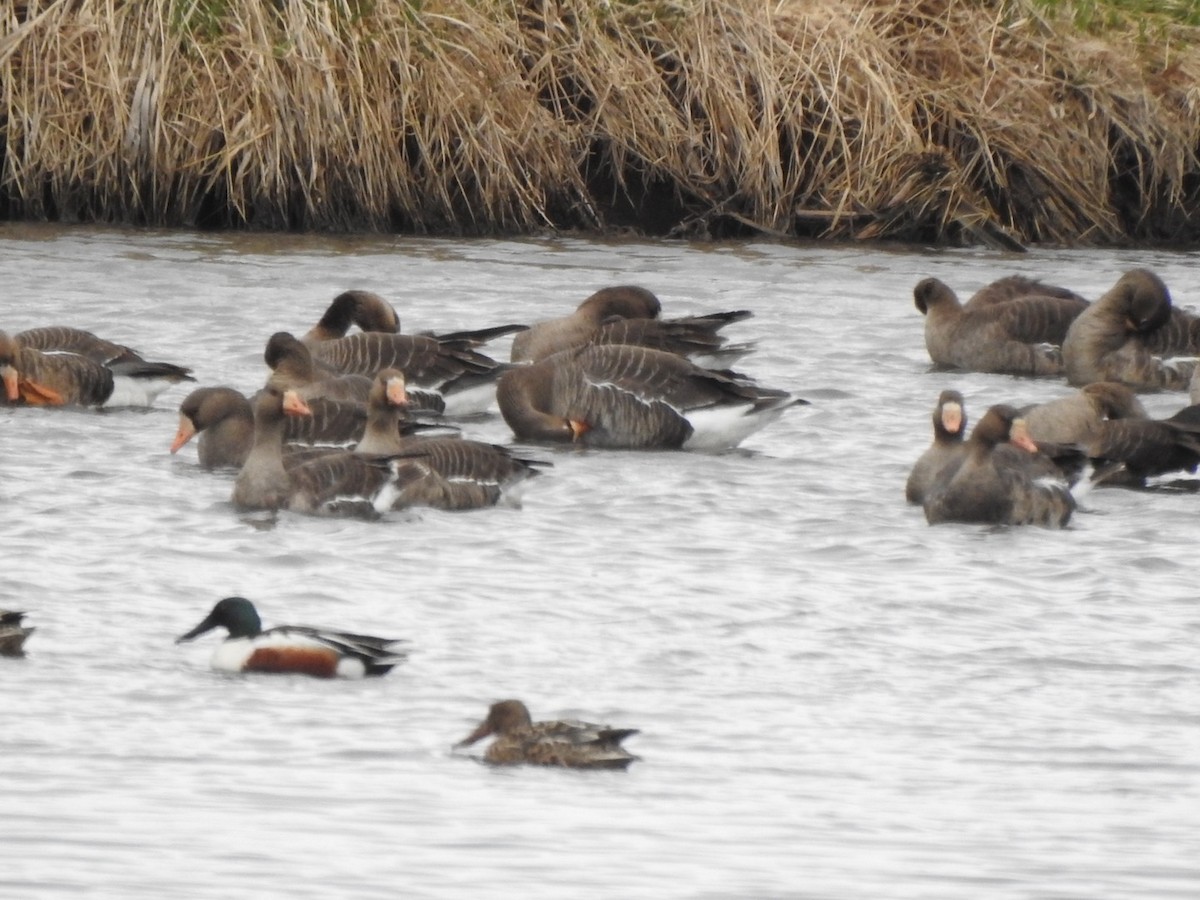 Greater White-fronted Goose - Matthew Thompson