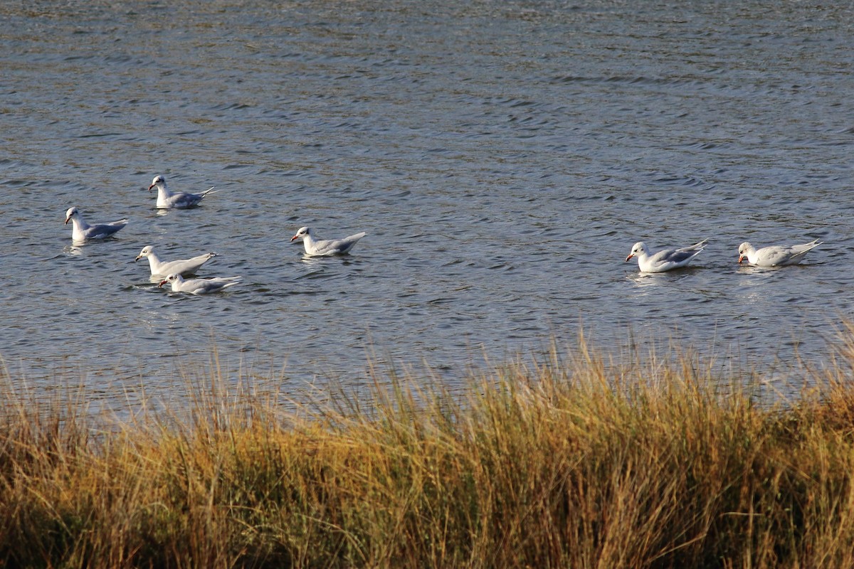 Mediterranean Gull - ML34937701