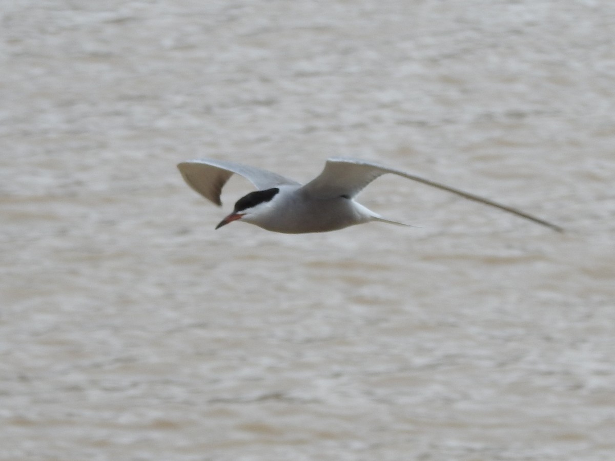 Common Tern - Philip Steiner