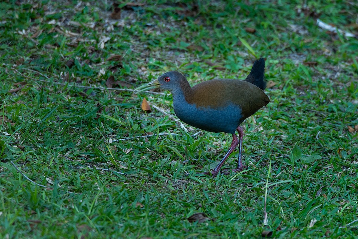 Slaty-breasted Wood-Rail - LUCIANO BERNARDES