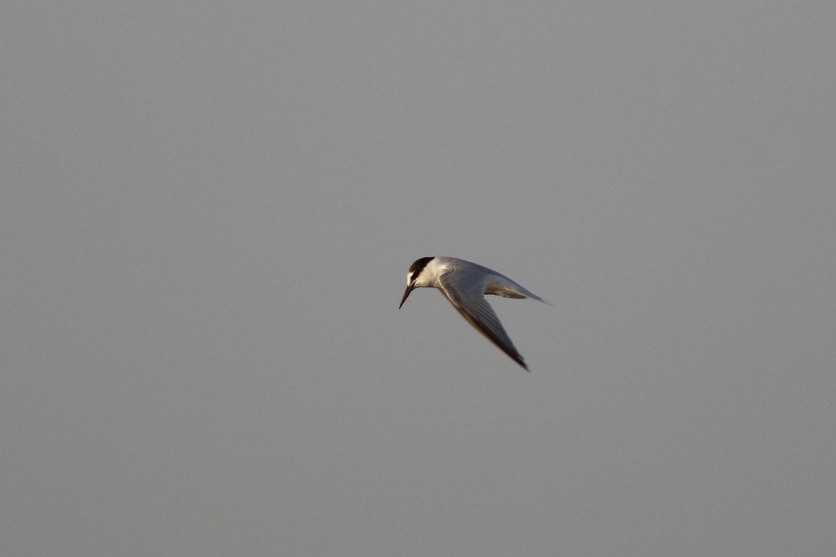 Little Tern - ML34937771