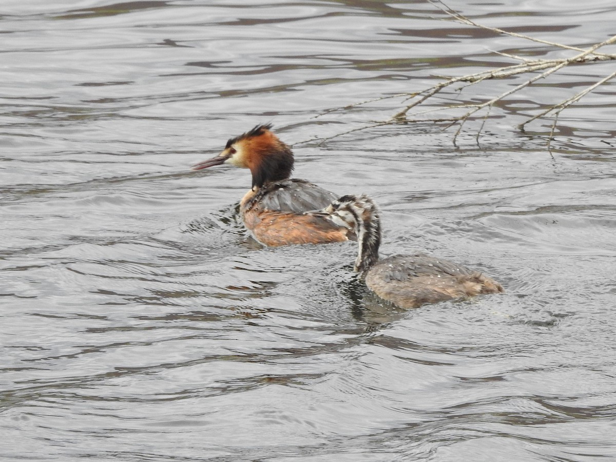 Great Crested Grebe - ML349377771