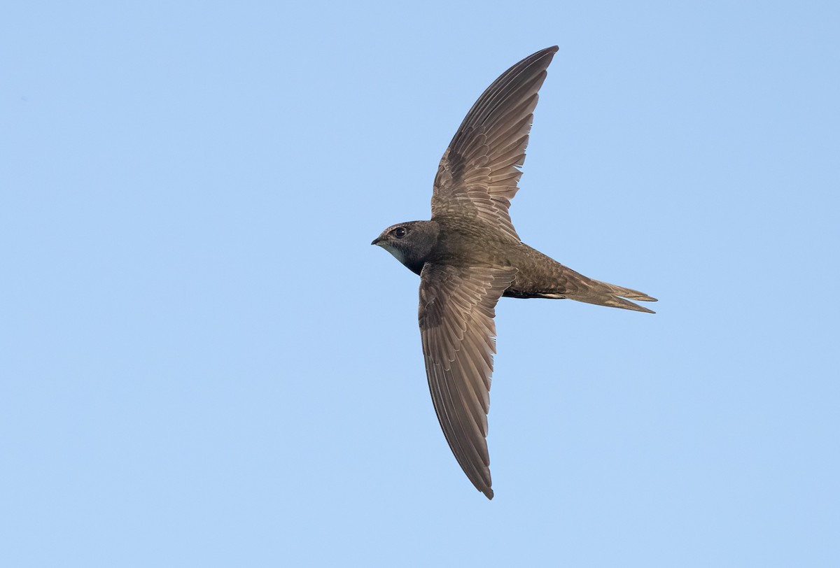 Common Swift - ML349378261