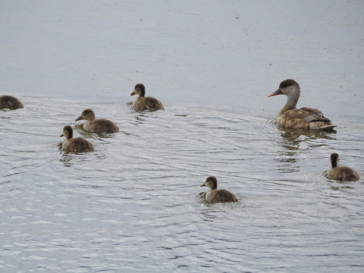 Red-crested Pochard - ML349378291