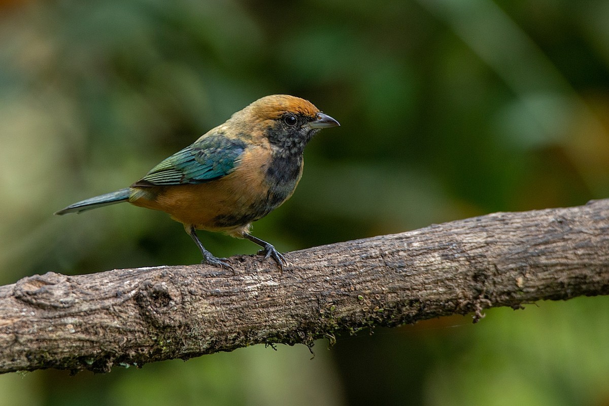 Burnished-buff Tanager - ML349378571