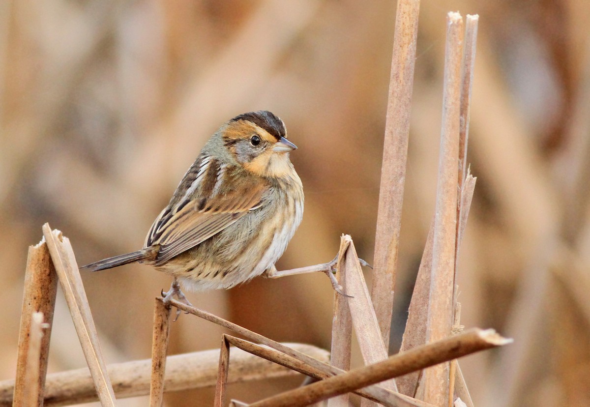 Nelson's Sparrow (Interior) - ML34937871