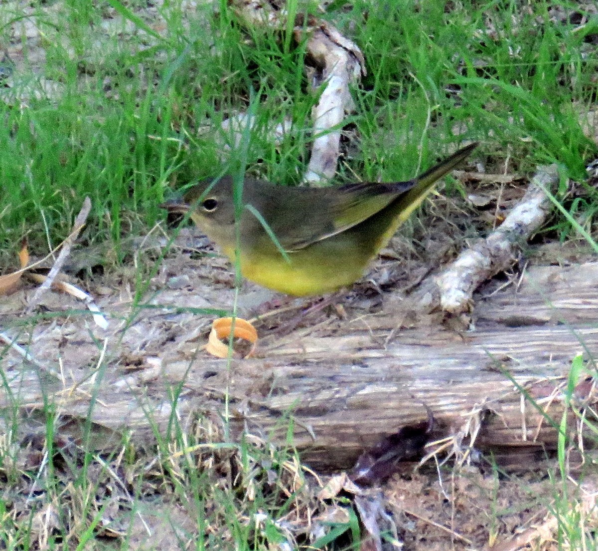 Mourning Warbler - Barbara Kelley