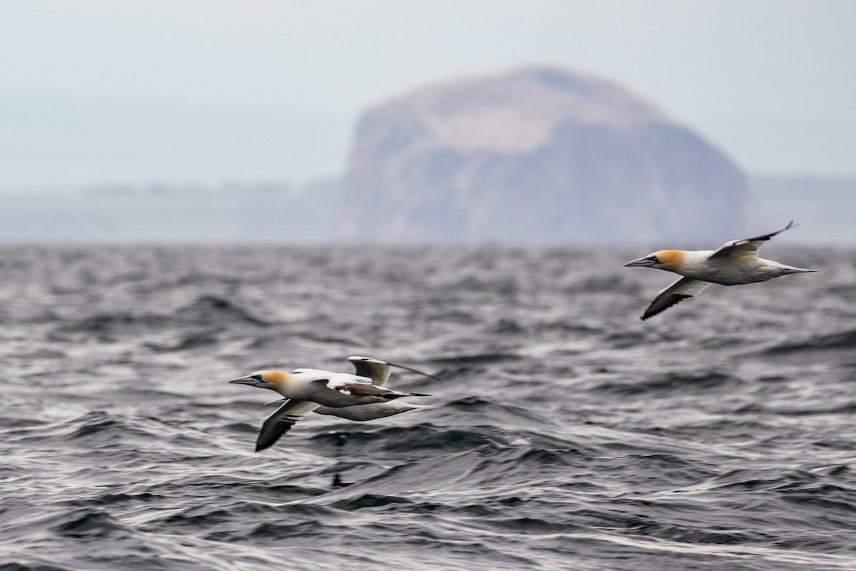 Northern Gannet - ML349381471