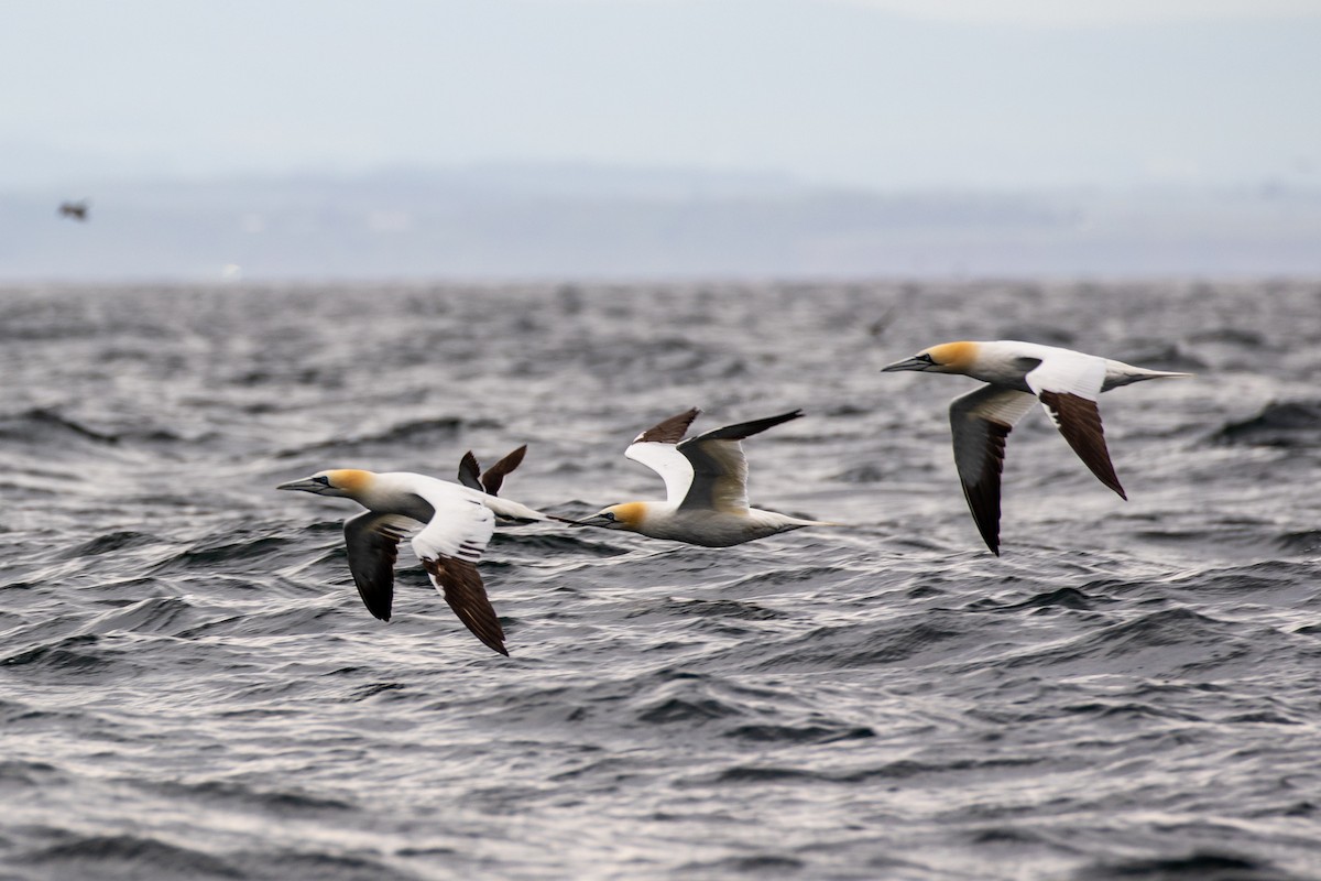 Northern Gannet - ML349381501