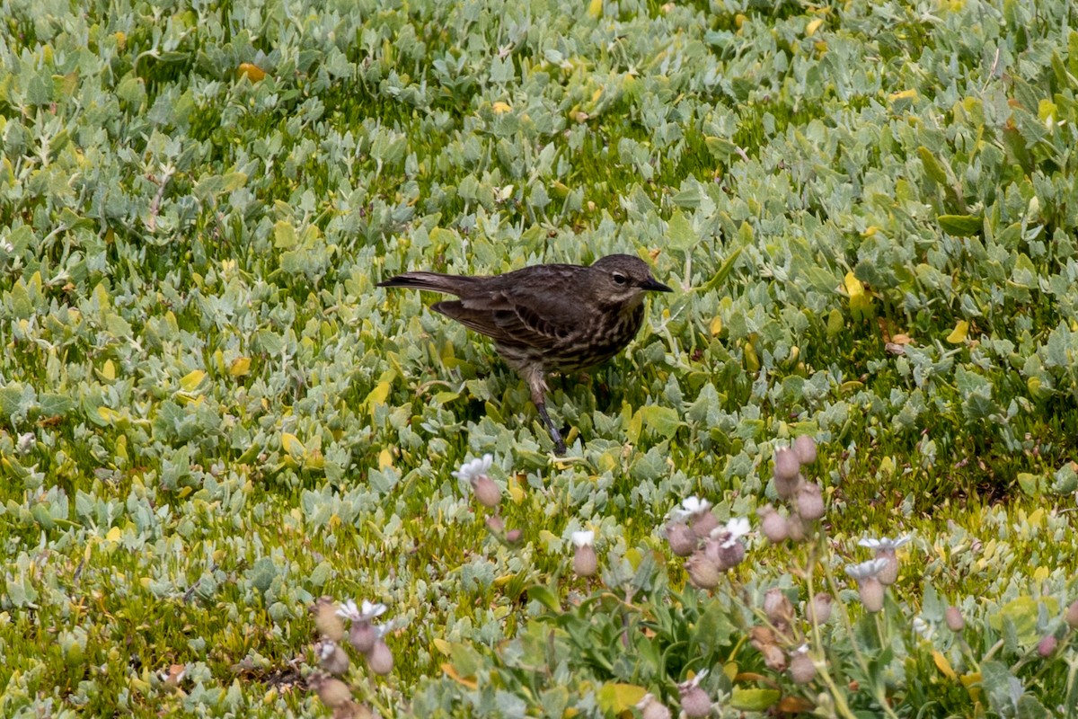 Rock Pipit - ML349381741