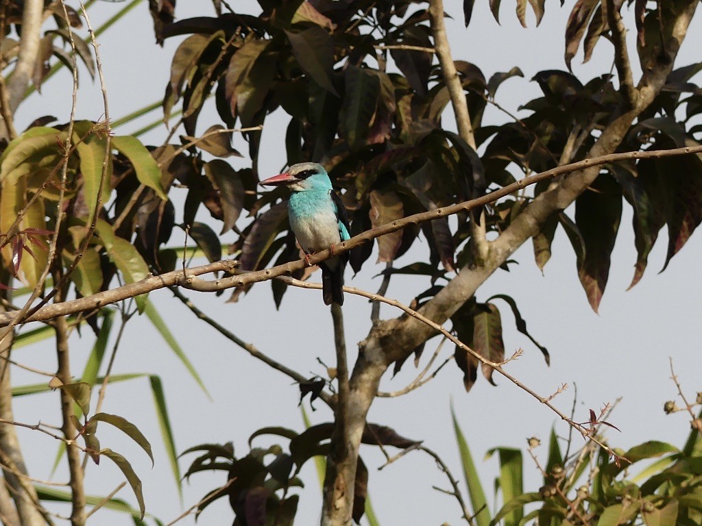 Blue-breasted Kingfisher - ML349382201