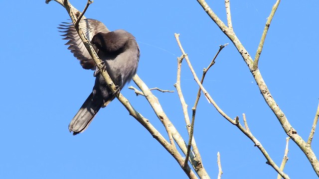 Purplish Jay - ML349383371