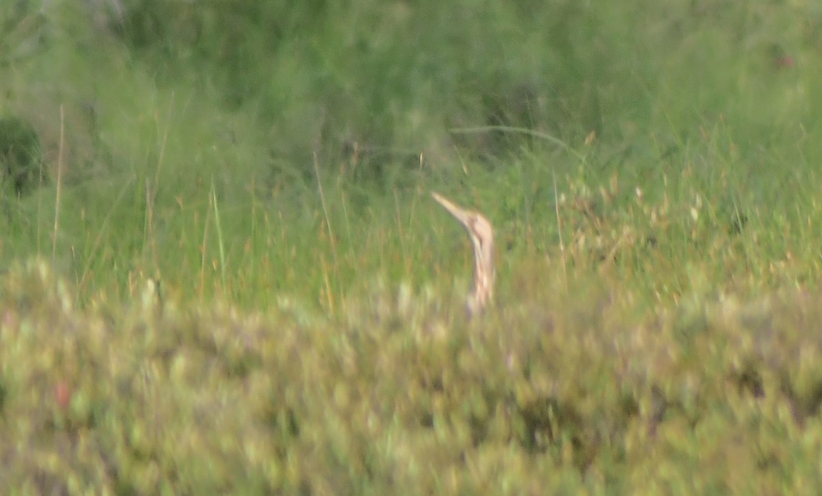 American Bittern - ML349383761