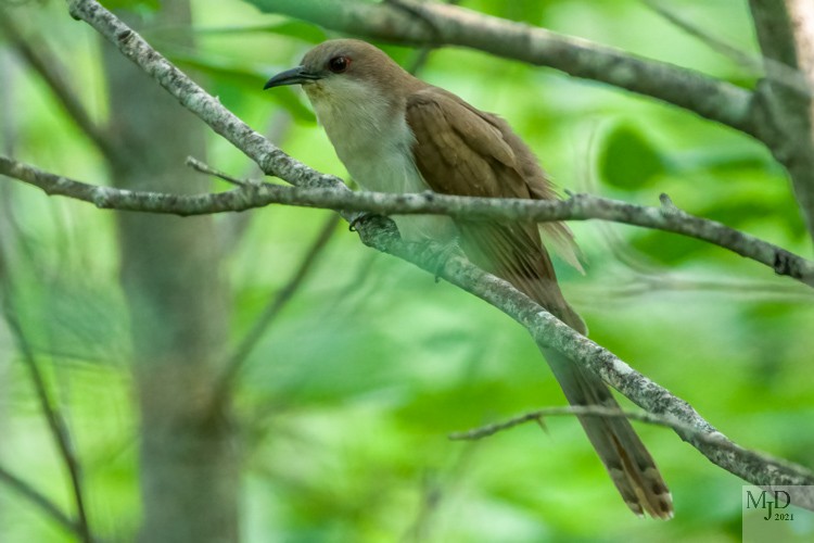 Black-billed Cuckoo - ML349385261