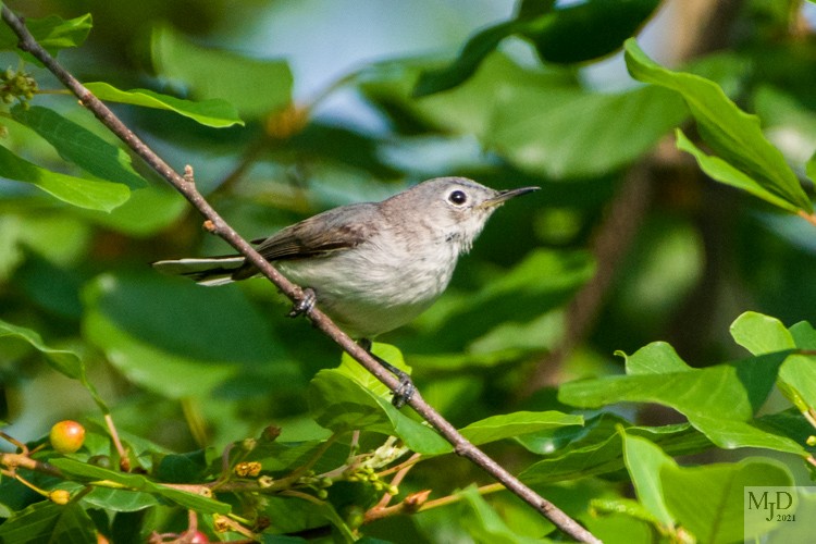 Blue-gray Gnatcatcher - ML349385331