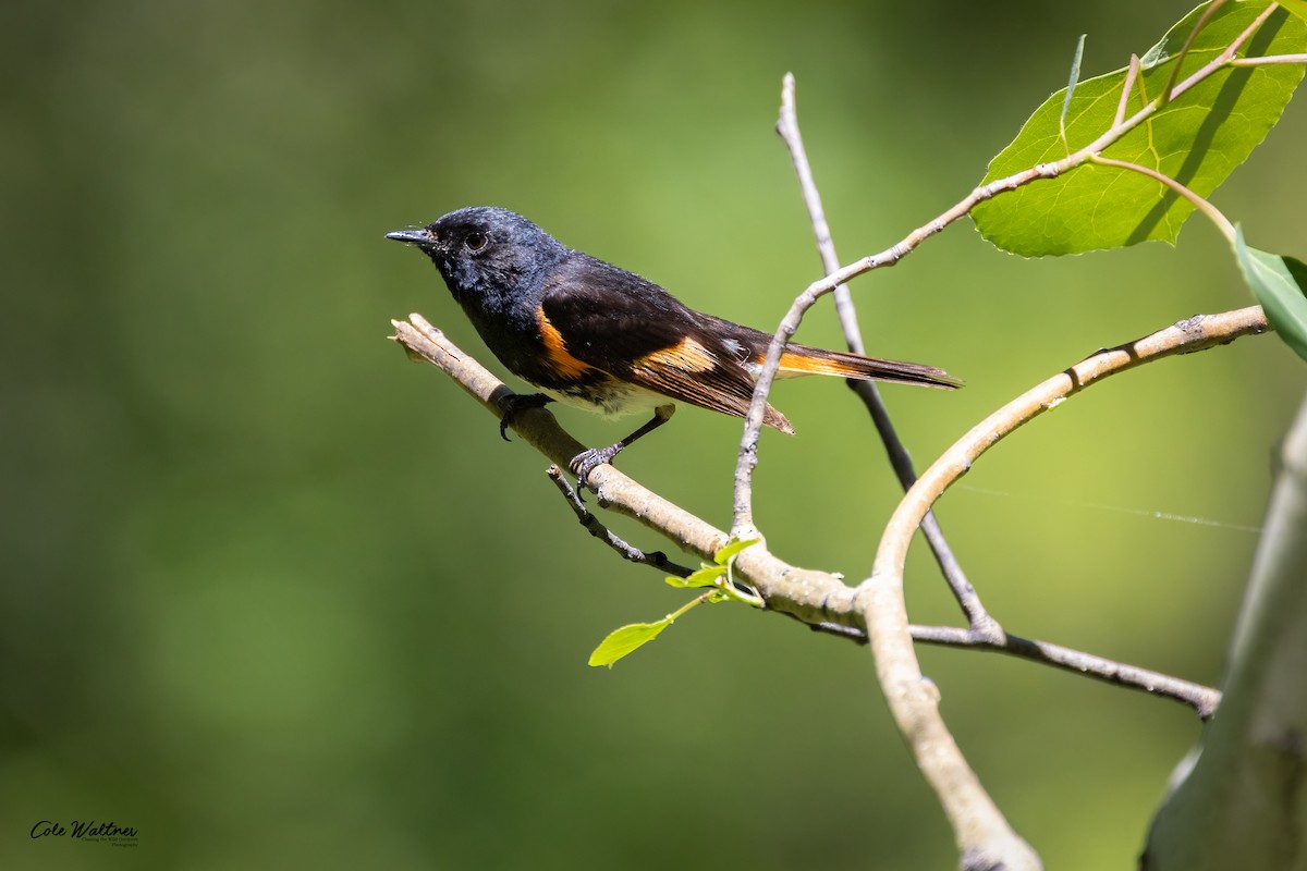 American Redstart - ML349385761