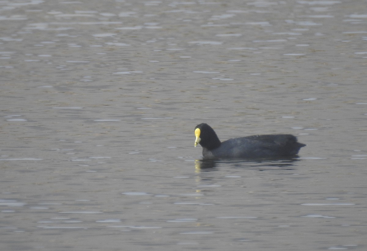 White-winged Coot - ML349385921