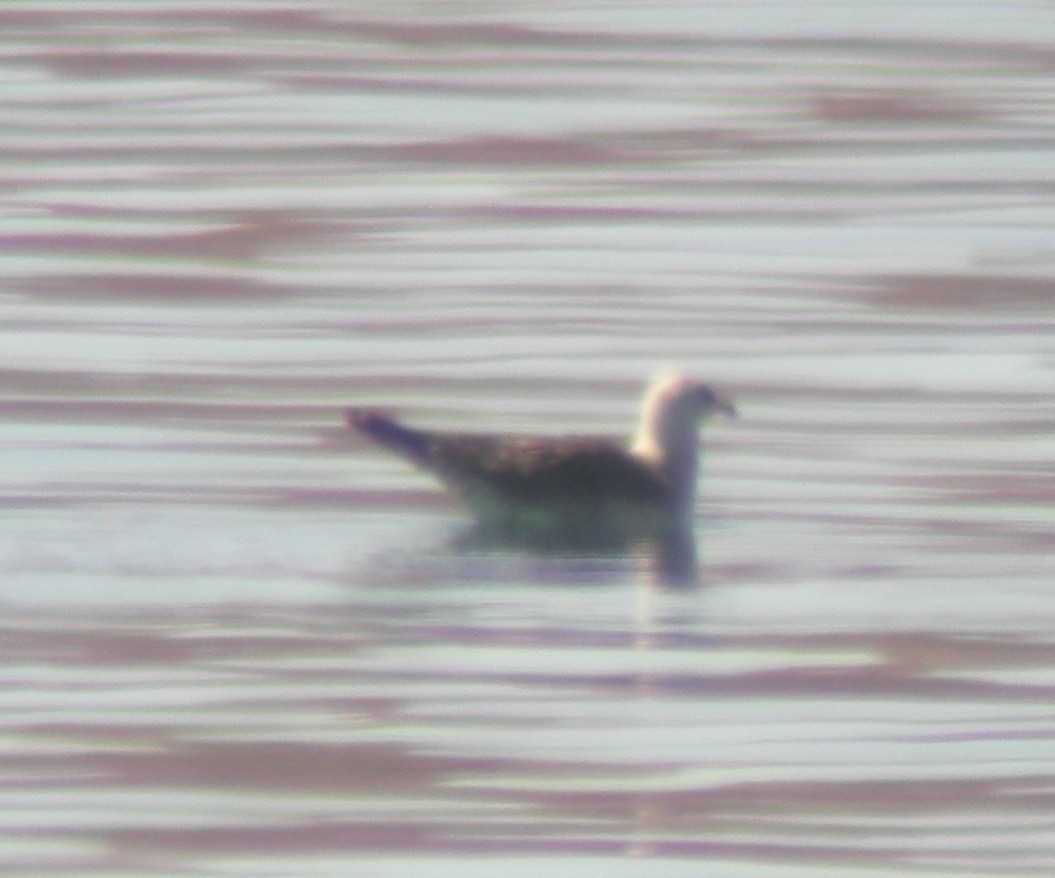 Long-tailed Jaeger - Lauren Harter