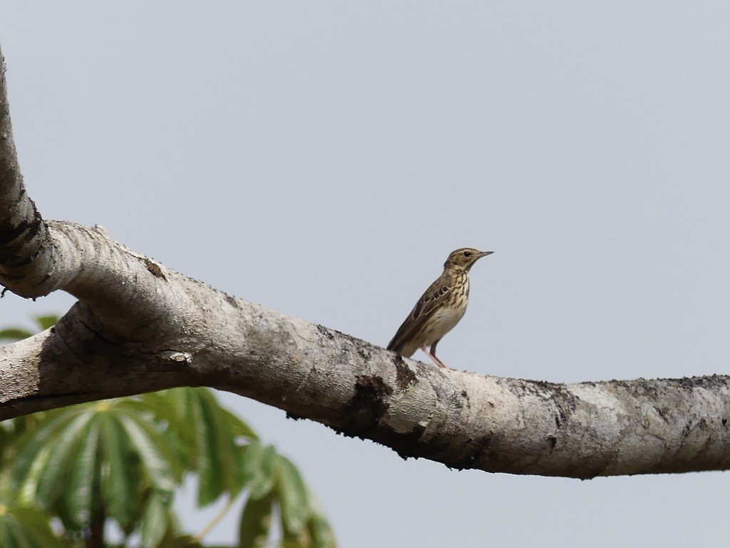 Tree Pipit - ML349389711