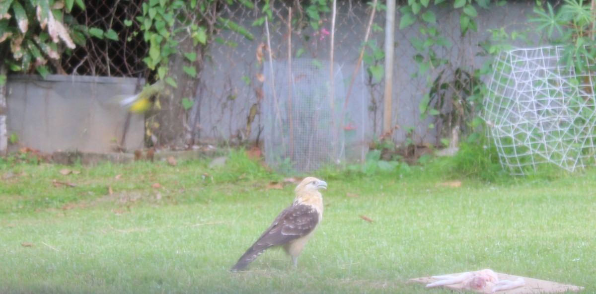 Yellow-headed Caracara - ML349390201