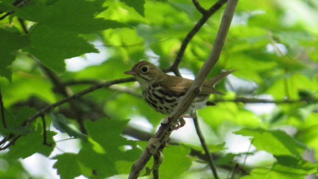 Ovenbird - ML349390661