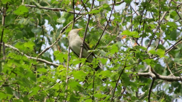 Yellow-billed Cuckoo - ML349390811