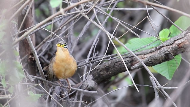 Lesser Ground-Cuckoo - ML349392441