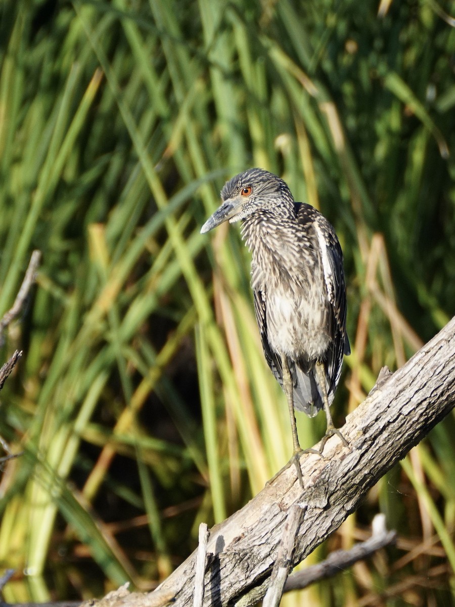 Yellow-crowned Night Heron - ML349392771