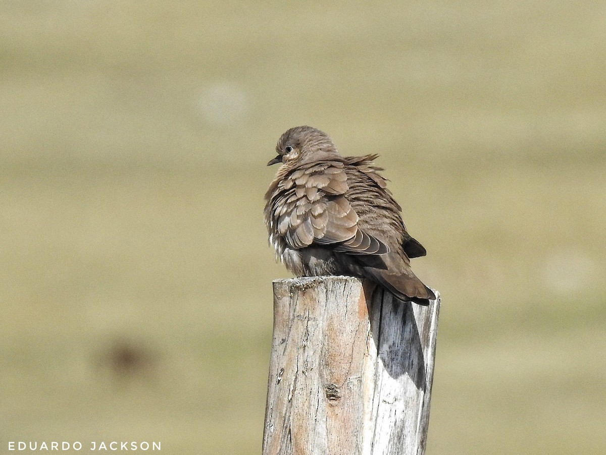 Black-winged Ground Dove - ML349395521