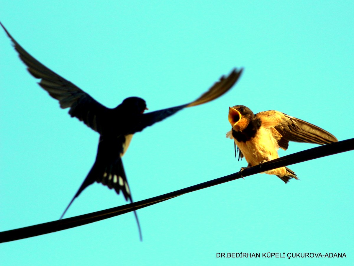 Barn Swallow - ML349395811