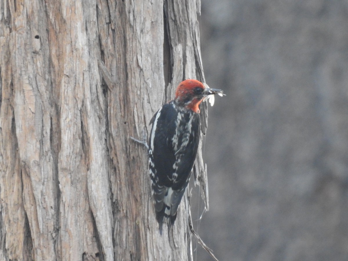 Red-breasted Sapsucker - ML349401041