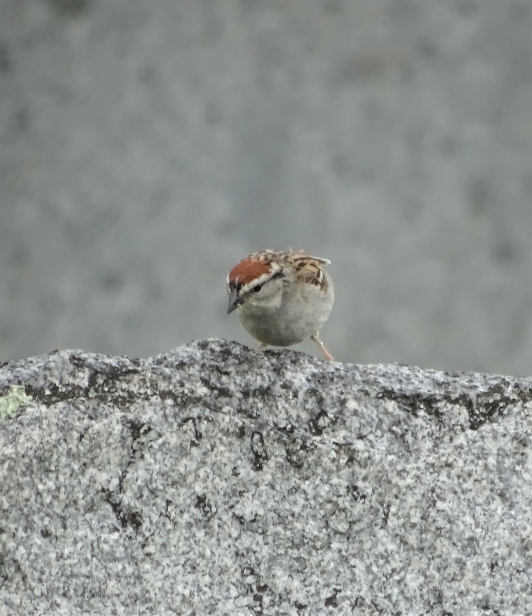 Chipping Sparrow - ML349403851