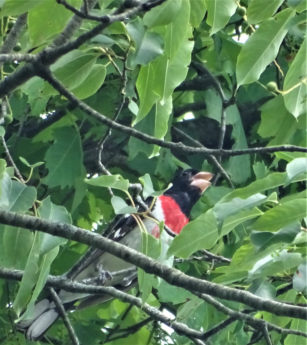 Rose-breasted Grosbeak - ML349404391