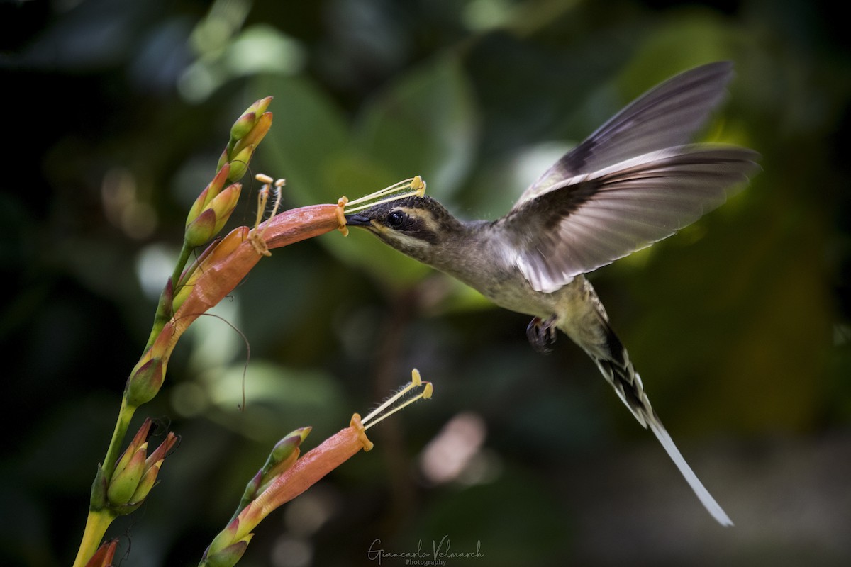 Mexican Hermit - Giancarlo Velmarch