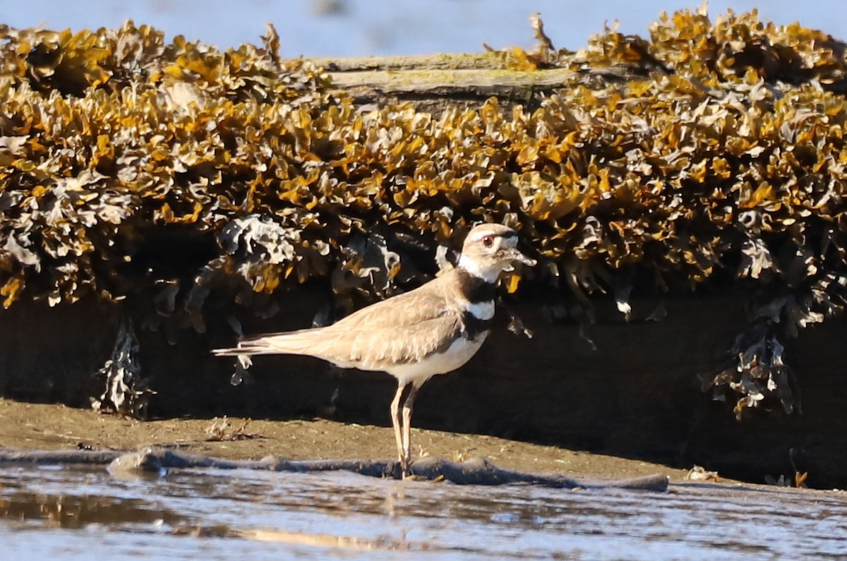 Killdeer - ML349405001