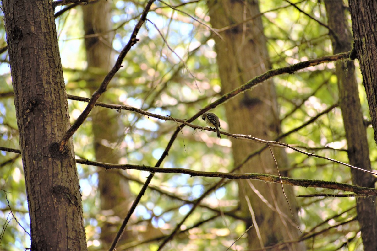 Western Flycatcher (Pacific-slope) - ML349405031
