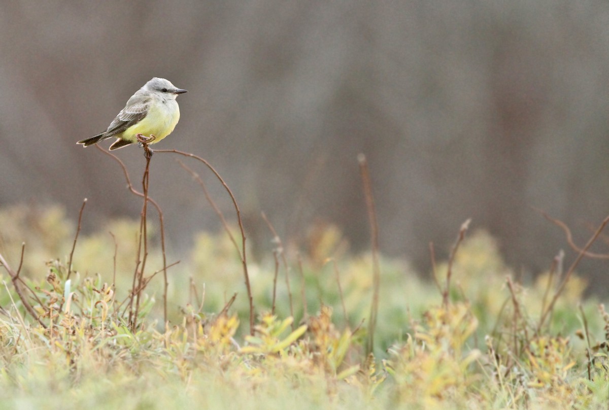 Western Kingbird - ML34940641