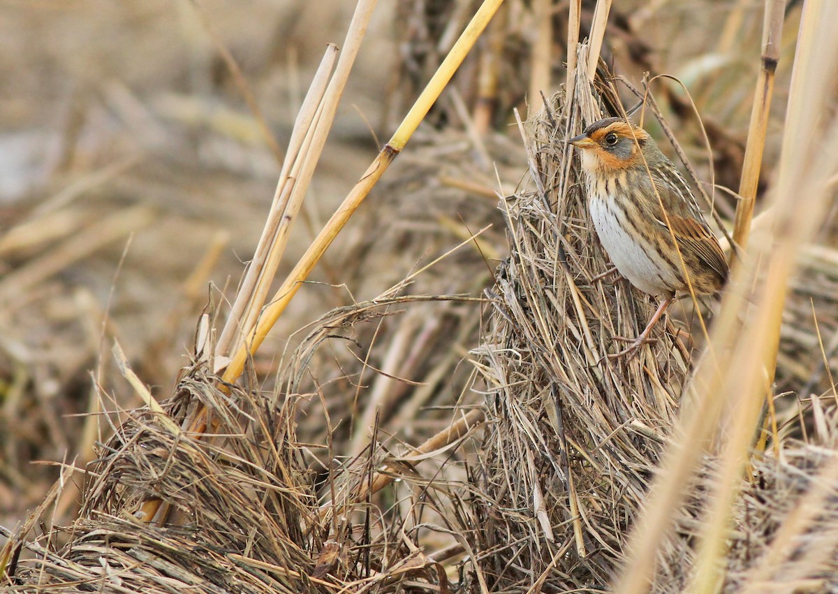 Saltmarsh Sparrow - ML34940731