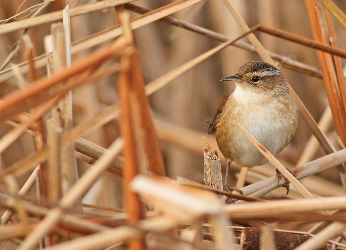 Marsh Wren - ML34940851