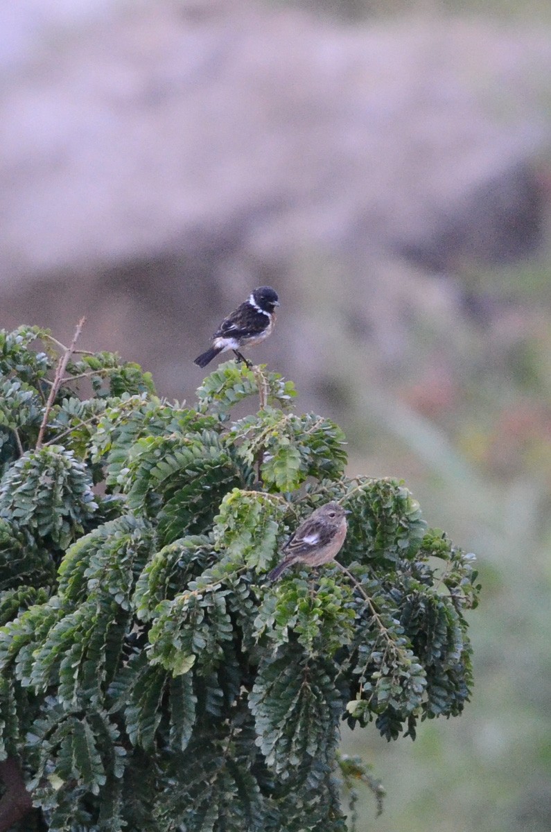 Tarabilla Africana (grupo torquatus) - ML34940891