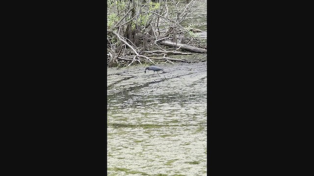 Little Blue Heron - ML349409911