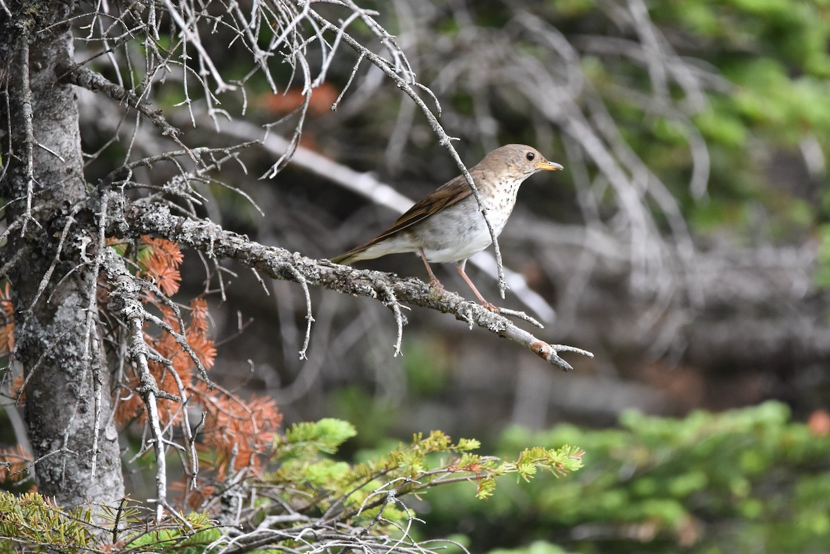 Bicknell's Thrush - ML349411211