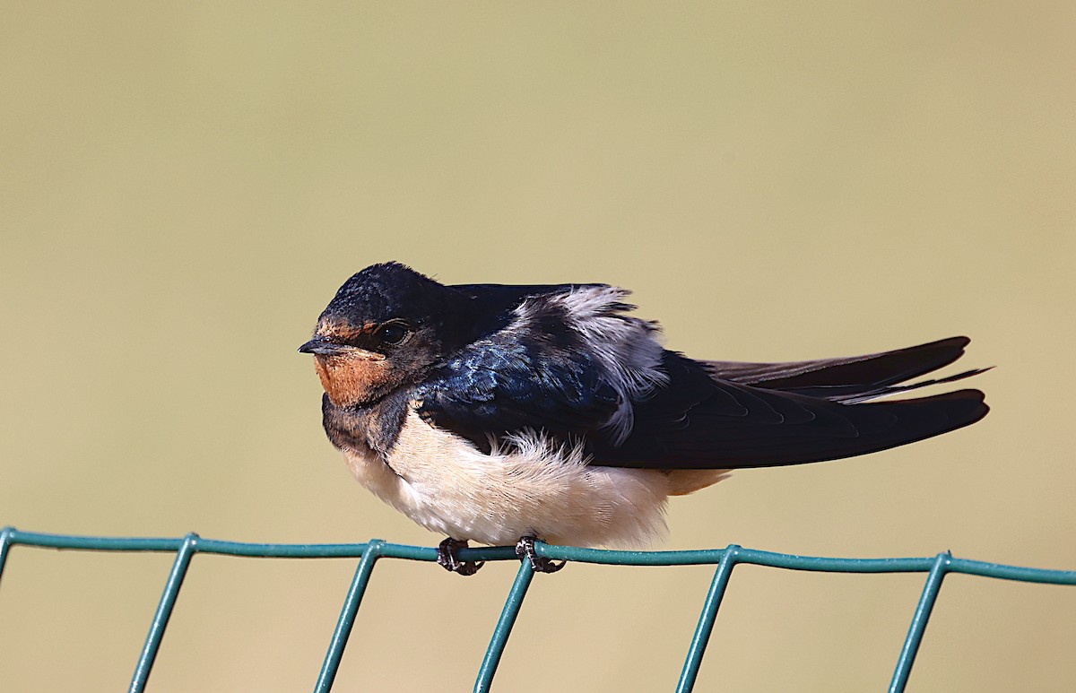 Barn Swallow - ML349414961