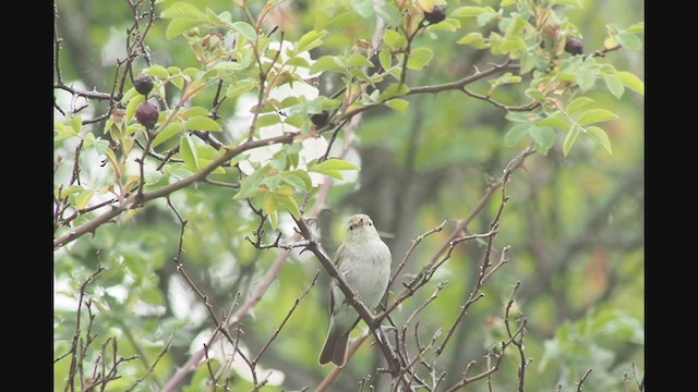 Mosquitero Oriental - ML349415241