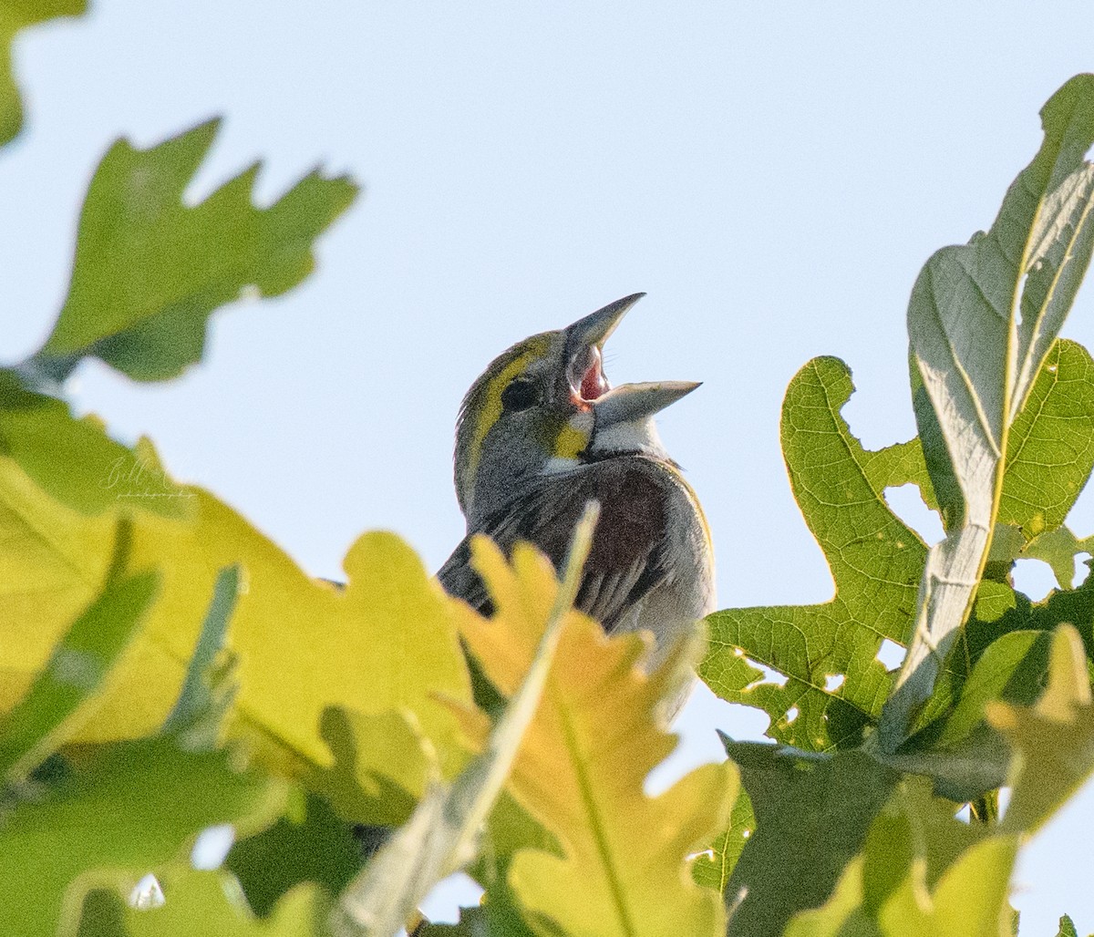 Dickcissel - ML349418511