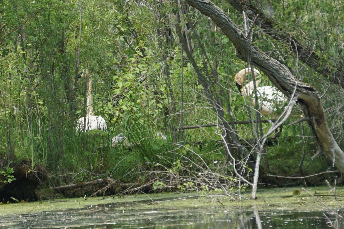 Cygne trompette - ML349420071