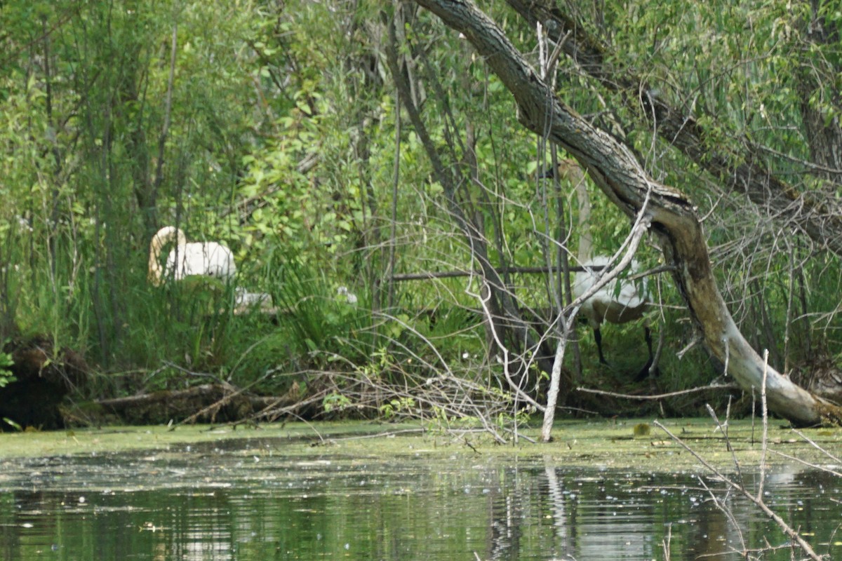 Cygne trompette - ML349420081