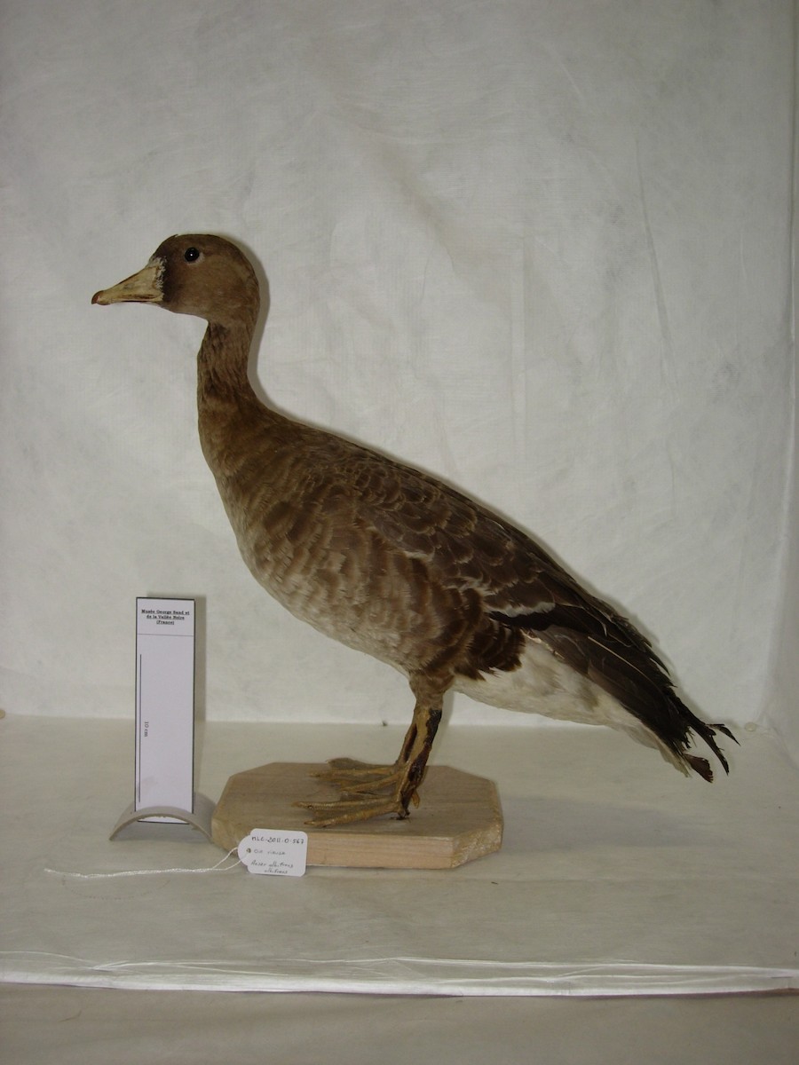 Greater White-fronted Goose - Louis Antoine François Baillon